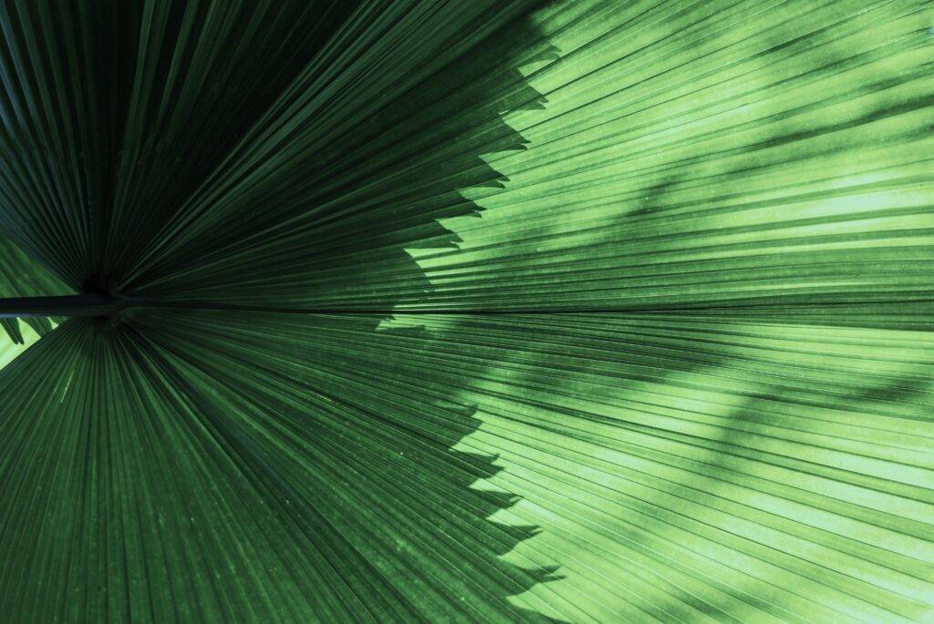 Climate Week Insights